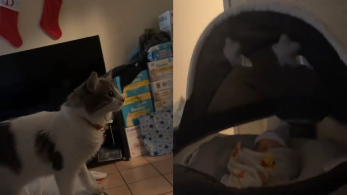 Illustration : "Une marque en forme de cœur apparaît sur le pelage de cette chatte pile au moment où elle découvre le nouveau-né (vidéo)"