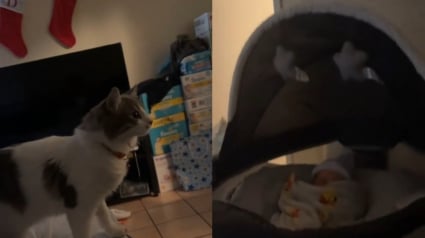 Illustration : Une marque en forme de c&oelig;ur appara&icirc;t sur le pelage de cette chatte pile au moment o&ugrave; elle d&eacute;couvre le nouveau-n&eacute; (vid&eacute;o)