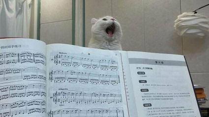 Illustration : 16 chats qui ont trouv&eacute; leur vocation professionnelle