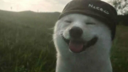 Illustration : 10 chats et chiens si mignons qu&rsquo;ils vous feront fondre