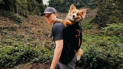 Illustration : 12 chiens adeptes de promenades, port&eacute;s par leurs ma&icirc;tres dans un sac &agrave; dos