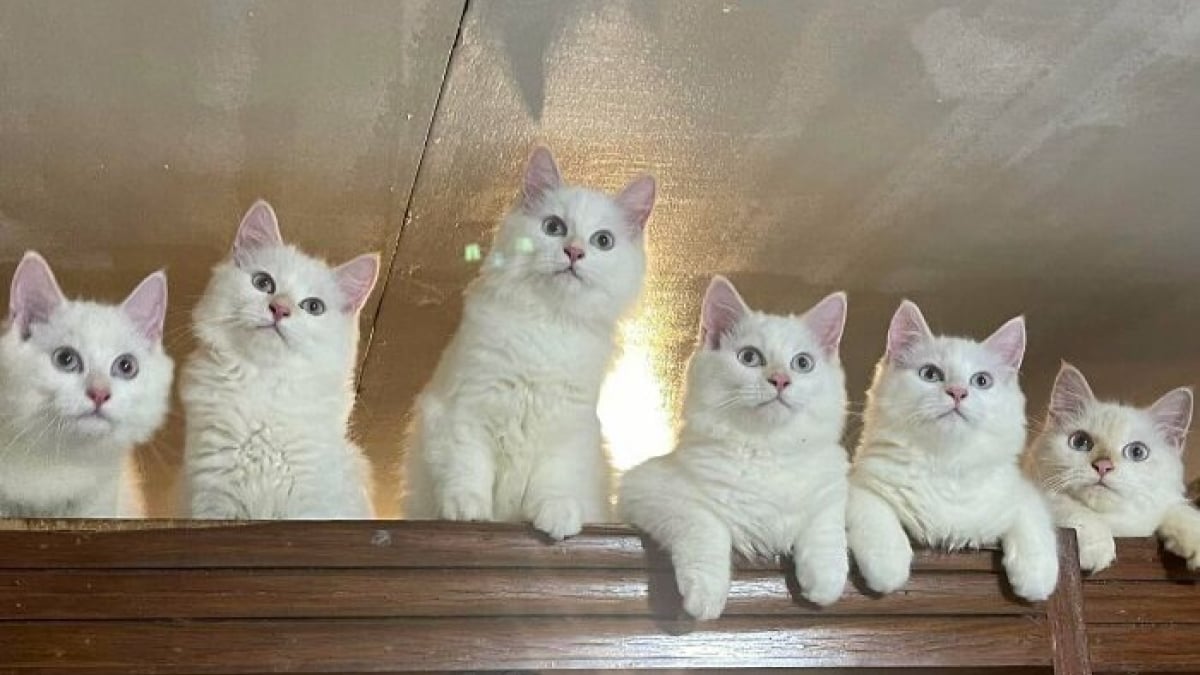 Illustration : "15 photos qui prouvent que les chats complotent en secret pour dominer le monde"