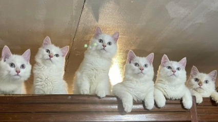 Illustration : 15 photos qui prouvent que les chats complotent en secret pour dominer le monde