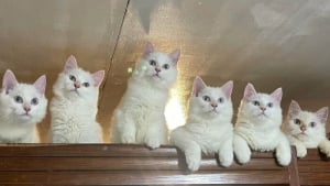 Illustration : "15 photos qui prouvent que les chats complotent en secret pour dominer le monde"