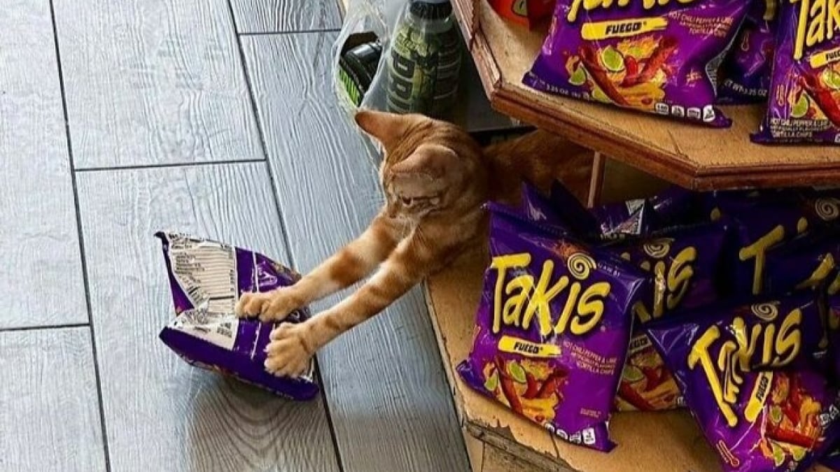 Illustration : "15 chats vivants dans une épicerie qui se prennent pour l’employé du mois"