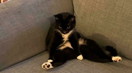 Illustration : 12 photos de chats qui prouvent que m&ecirc;me les plus gracieux adoptent des postures improbables