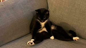 Illustration : "12 photos de chats qui prouvent que même les plus gracieux adoptent des postures improbables"