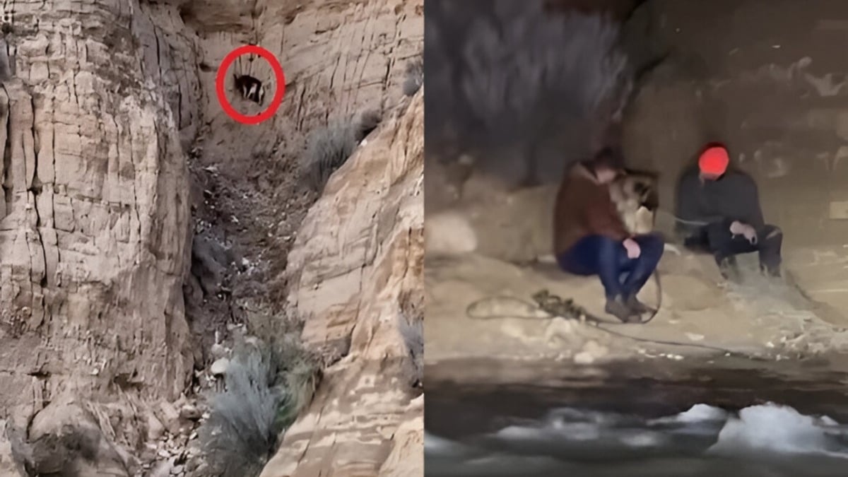 Illustration : "2 hommes traversent des eaux déchaînées pour secourir un Berger Allemand coincé sur une pente et se retrouvent piégés pendant des heures"