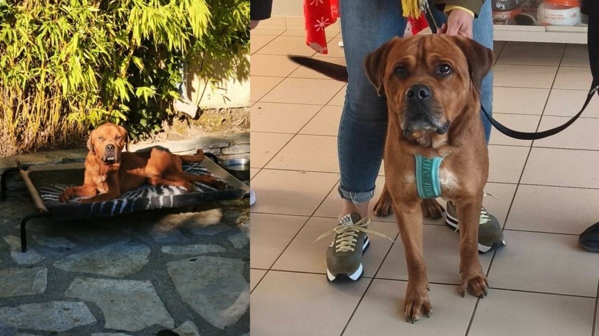 Illustration : "Une nouvelle vie commence pour ce chien affamé, oublié et secouru par une policière"