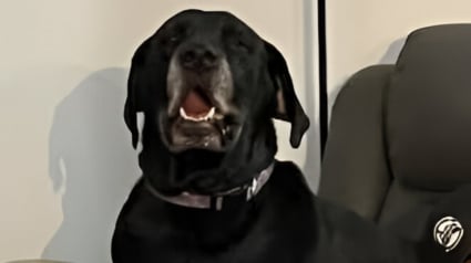 Illustration : Leur chienne fr&ocirc;le le pire en avalant des m&eacute;dicaments, voisins et v&eacute;t&eacute;rinaire se mobilisent sans h&eacute;siter pour la sauver