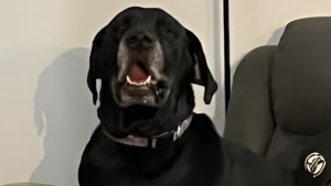 Illustration : "Leur chienne frôle le pire en avalant des médicaments, voisins et vétérinaire se mobilisent sans hésiter pour la sauver"