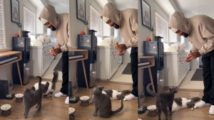 Illustration : « Mon chat chante mieux que moi », un petit félin se joint à son maître pour créer une amusante performance musicale (vidéo)
