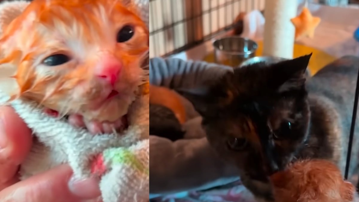 Illustration : "Des miaulements désespérés les mènent à 3 chatons nouveau-nés trempés, ils placent leurs espoirs entre les pattes d'une maman chat"