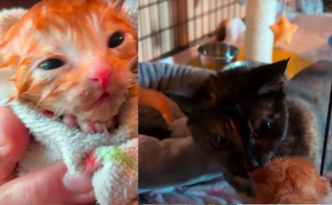 Des miaulements désespérés les mènent à 3 chatons nouveau-nés trempés, ils placent leurs espoirs entre les pattes d'une maman chat