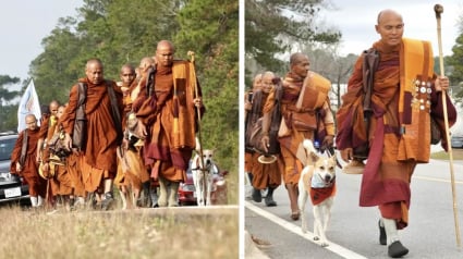 Illustration : &laquo; C'est une grande source d'inspiration &raquo;, un chien errant se joint &agrave; des moines bouddhistes lors d&rsquo;une marche pour la paix (vid&eacute;o)
