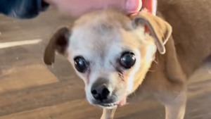 Illustration : Il a fallu fr&ocirc;ler un accident de voiture pour que cette chienne de 17 ans, livr&eacute;e &agrave; elle-m&ecirc;me, soit enfin remarqu&eacute;e (vid&eacute;o)