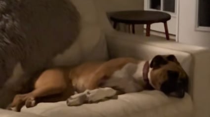 Illustration : Une femme pose une chati&egrave;re pour ses animaux, mais d&eacute;couvre une invit&eacute;e surprise dans sa maison (vid&eacute;o)