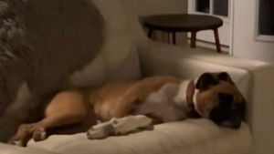 Illustration : Une femme pose une chatière pour ses animaux, mais découvre une invitée surprise dans sa maison (vidéo)