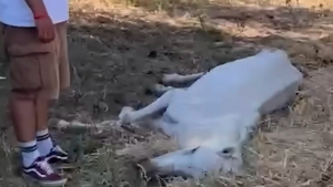 Illustration : &laquo; Sa volont&eacute; de vivre est extraordinaire &raquo;, livr&eacute;e &agrave; elle-m&ecirc;me apr&egrave;s le d&eacute;c&egrave;s de son propri&eacute;taire, une jument trouve un nouveau soutien pr&eacute;cieux (vid&eacute;o)