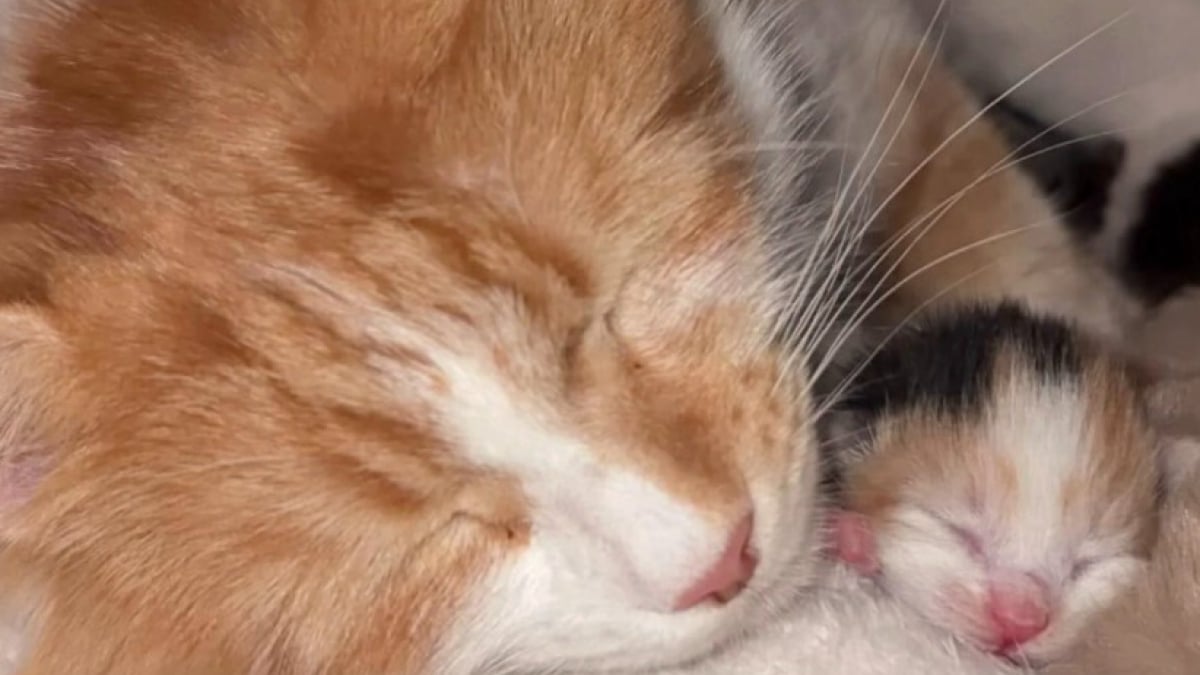 Illustration : "« Ma petite guerrière », une chatonne à peine vivante à la naissance survit grâce à l’instinct incroyable de sa maman (vidéo)"