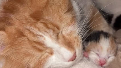 Illustration : &laquo; Ma petite guerri&egrave;re &raquo;, une chatonne &agrave; peine vivante &agrave; la naissance survit gr&acirc;ce &agrave; l&rsquo;instinct incroyable de sa maman (vid&eacute;o)