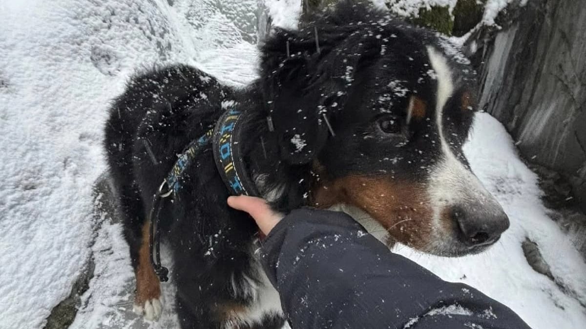 Illustration : "Des aboiements provenant d’un ravin alertent les employés d’une station de ski qui y découvrent un chien bloqué depuis 13 jours"