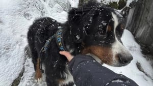 Illustration : "Des aboiements provenant d’un ravin alertent les employés d’une station de ski qui y découvrent un chien bloqué depuis 13 jours"