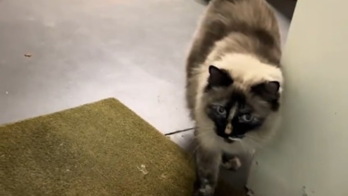 Illustration : "Elle filme les miaulements déchirants de sa chatte totalement désorientée après un déménagement (vidéo)"