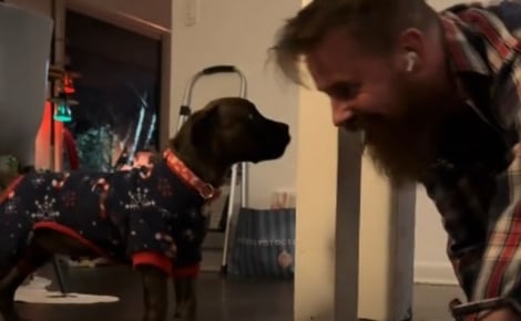 Soutenu par sa famille d'accueil, ce chiot Pitbull rassemble tout son courage pour surmonter sa peur de descendre les marches (vidéo)