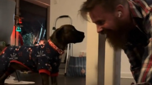 Illustration : Soutenu par sa famille d'accueil, ce chiot Pitbull rassemble tout son courage pour surmonter sa peur de descendre les marches (vidéo)