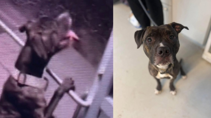 Illustration : Accus&eacute;e d'&ecirc;tre truqu&eacute;e par une IA, la vid&eacute;o de ce chien prouve qu'il a r&eacute;ussi une &eacute;vasion impossible du refuge en tournant la poign&eacute;e de porte comme un humain (vid&eacute;o)