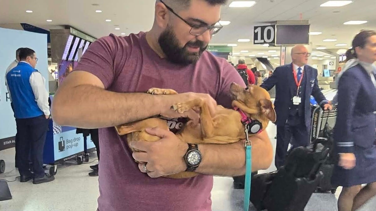 Illustration : "Une famille reçoit un appel inattendu au sujet de sa chienne disparue un soir d'hiver pluvieux 5 ans plus tôt"