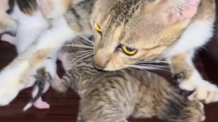 Illustration : Un jeune homme se bat jour et nuit pour nourrir son chaton &agrave; deux visages et refuse l'euthanasie qui lui est sugg&eacute;r&eacute; (vid&eacute;o)