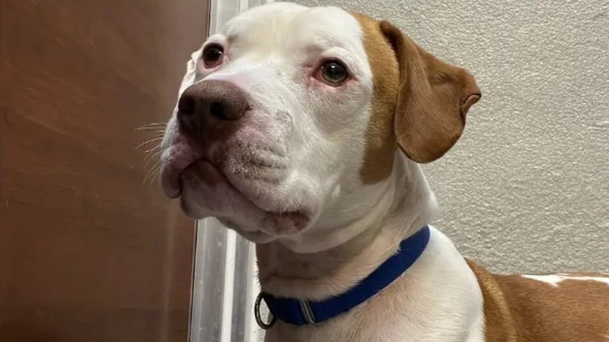 Illustration : "Ils découvrent que le chien abandonné devant leur clinique est pucé, mais leurs espoirs s’envolent lorsqu’ils tentent de joindre le maître"