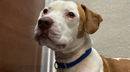 Illustration : Ils d&eacute;couvrent que le chien abandonn&eacute; devant leur clinique est puc&eacute;, mais leurs espoirs s&rsquo;envolent lorsqu&rsquo;ils tentent de joindre le ma&icirc;tre