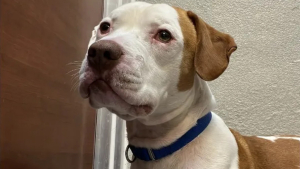 Illustration : Ils découvrent que le chien abandonné devant leur clinique est pucé, mais leurs espoirs s’envolent lorsqu’ils tentent de joindre le maître