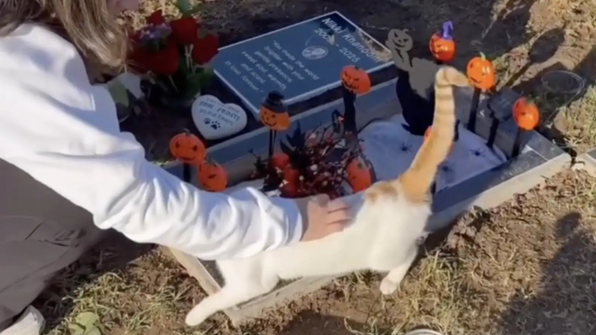 Illustration : "« On n'était plus tristes », une famille endeuillée fait une rencontre réconfortante sur la tombe de leur chatte disparue (vidéo)"