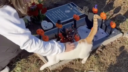 Illustration : &laquo; On n'&eacute;tait plus tristes &raquo;, une famille endeuill&eacute;e fait une rencontre r&eacute;confortante sur la tombe de leur chatte disparue (vid&eacute;o)