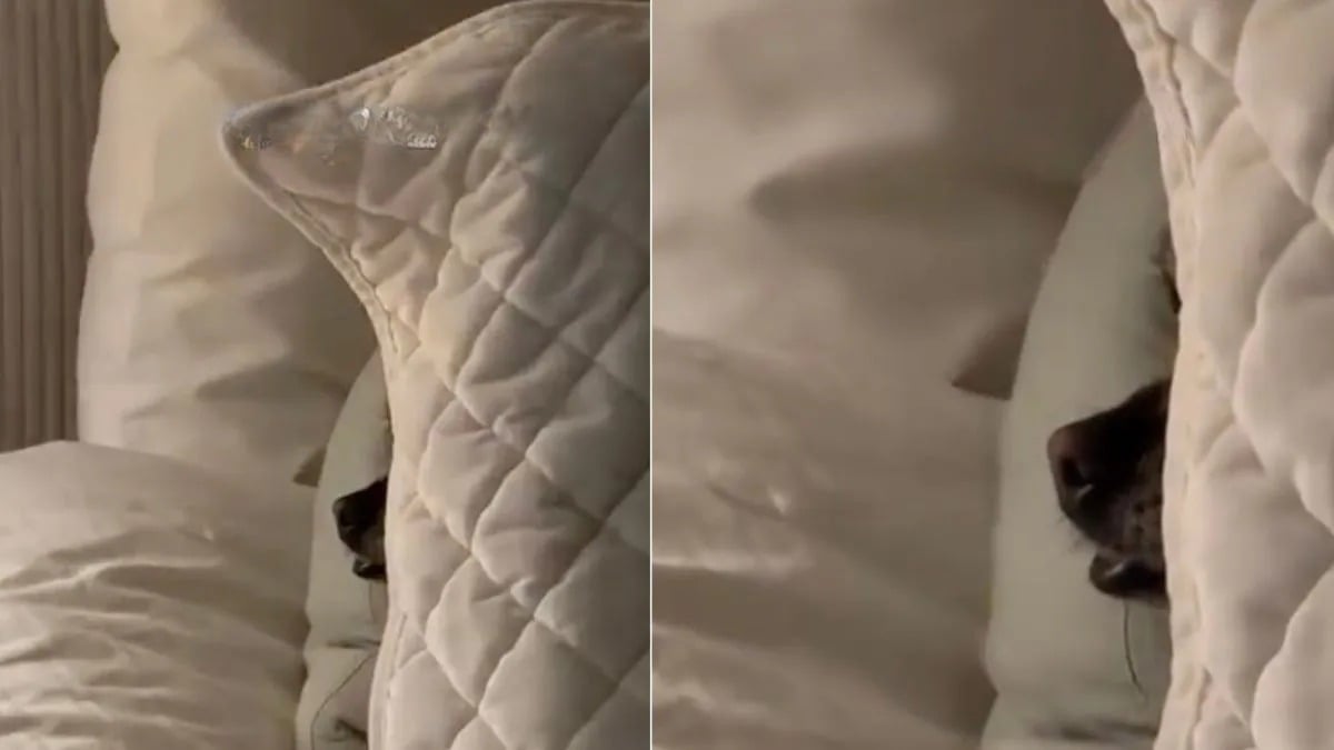 Illustration : "Elle cherchait son chien partout dans la maison et le découvre finalement dans une cachette complètement ratée (vidéo)"