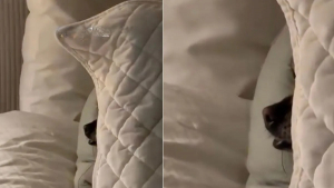 Illustration : Elle cherchait son chien partout dans la maison et le découvre finalement dans une cachette complètement ratée (vidéo)