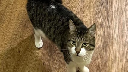 Illustration : Cette chatte qui a attendu 2 ans au refuge poss&egrave;de d&eacute;sormais sa propre chambre dans le foyer de ses r&ecirc;ves (vid&eacute;o)