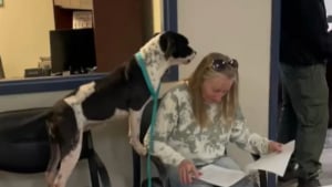 Illustration : Comprenant que son tour est enfin arrivé, cette chienne exprime sa joie immense en voyant sa nouvelle famille signer les papiers de son adoption (vidéo)