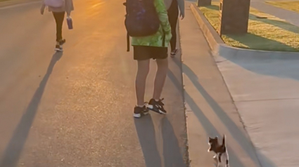 Illustration : Tous les matins, ce chaton accompagne fid&egrave;lement les enfants de la famille jusqu'&agrave; leur arr&ecirc;t de bus (vid&eacute;o)