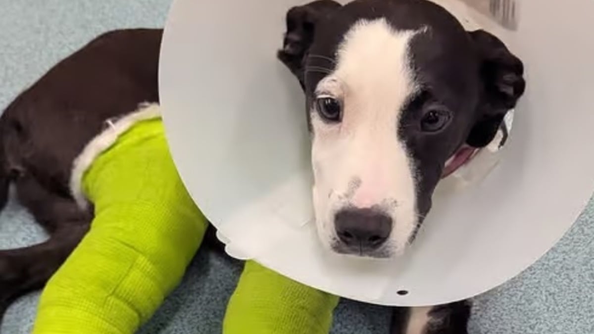 Illustration : "Les pattes cassées lors d'un accident et abandonné par sa famille, un chiot entrevoit l'espoir grâce à une association et une opération complexe"