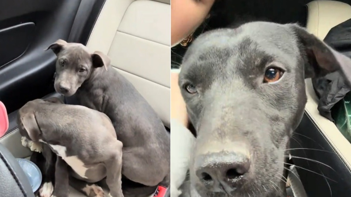 Illustration : "En apercevant une chienne et ses 2 chiots au bord de la route, une automobiliste ressent 