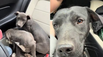 Illustration : En apercevant une chienne et ses 2 chiots au bord de la route, une automobiliste ressent "un besoin irr&eacute;sistible de faire demi-tour"