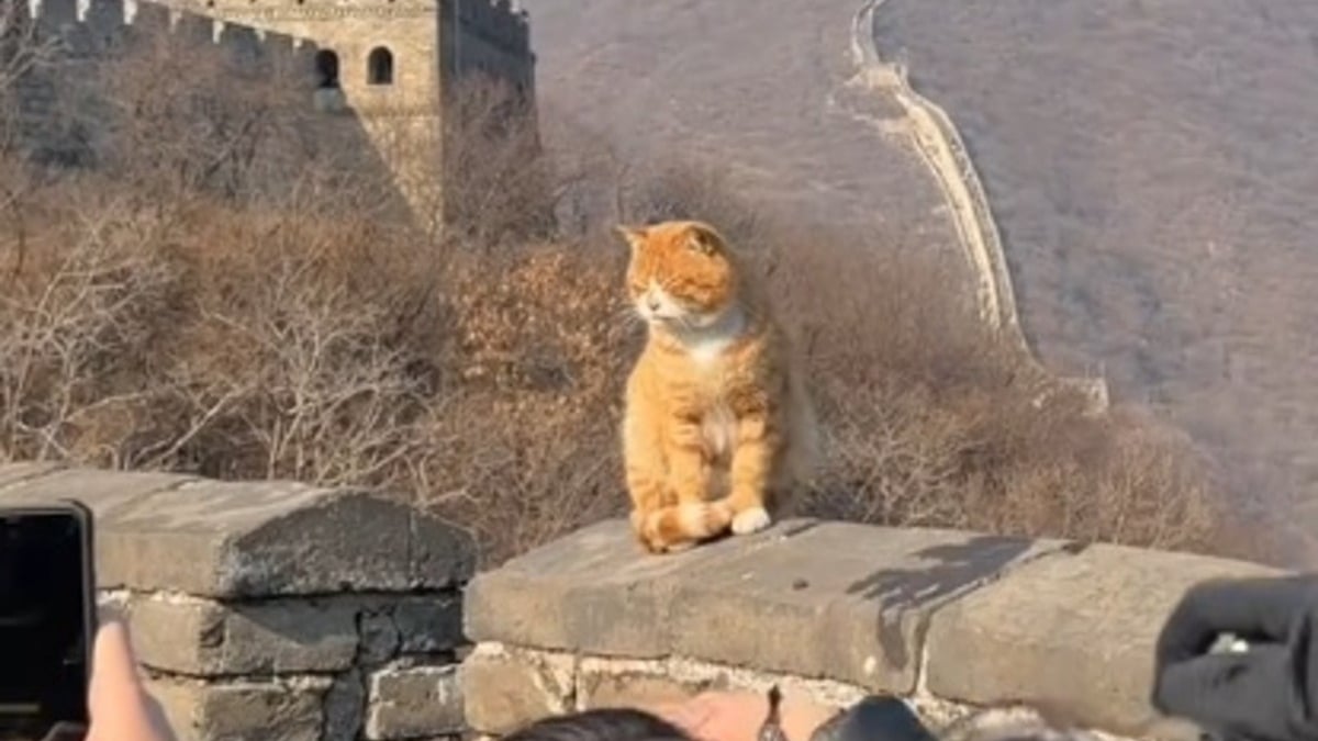 Illustration : "Des touristes en visite à la Grande Muraille de Chine tombent sous le charme d'un chat bien décidé à éclipser le monument (vidéo)"
