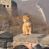 Illustration : Des touristes en visite &agrave; la Grande Muraille de Chine tombent sous le charme d'un chat bien d&eacute;cid&eacute; &agrave; &eacute;clipser le monument (vid&eacute;o)