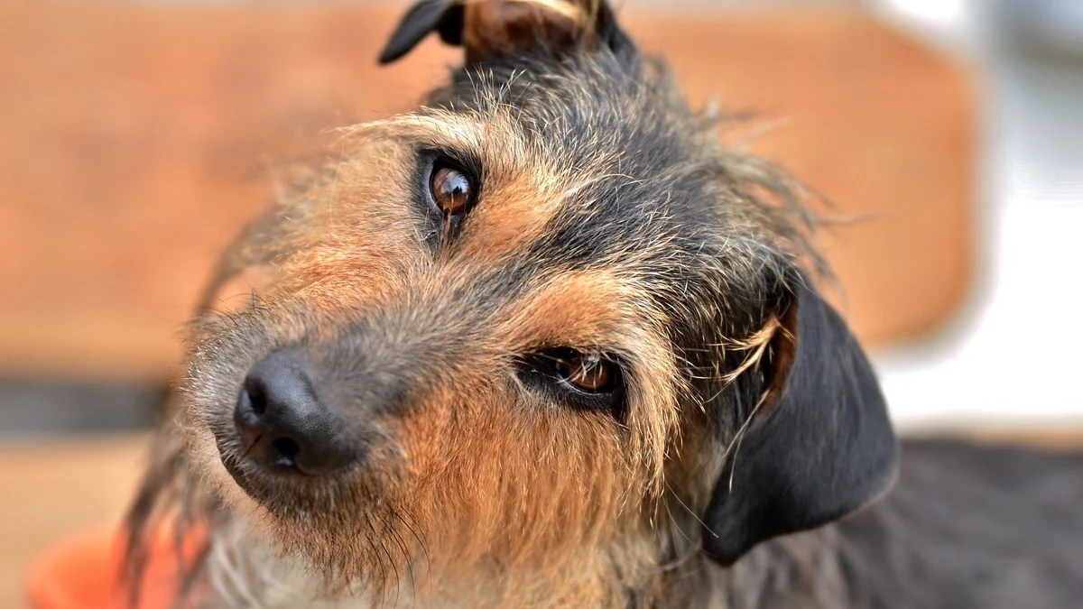 Illustration : "Votre chien apprend peut-être de nouveaux mots en écoutant discrètement vos conversations, d'après une étude"