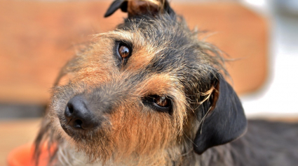 Illustration : Votre chien apprend peut-&ecirc;tre de nouveaux mots en &eacute;coutant discr&egrave;tement vos conversations, d'apr&egrave;s une &eacute;tude